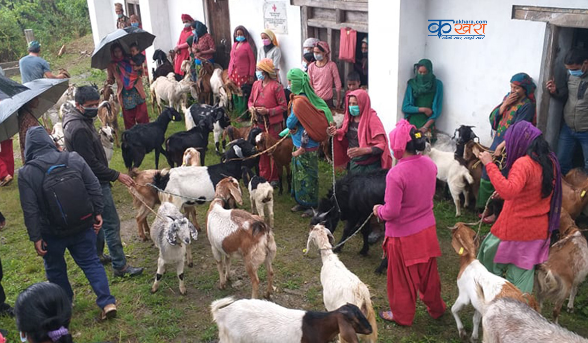 मुसीकोटका ३ समुह तथा सहकारीलाई बाख्रा वितरण 